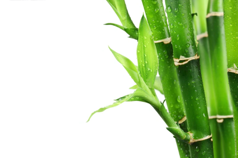 Бамбукови влакна